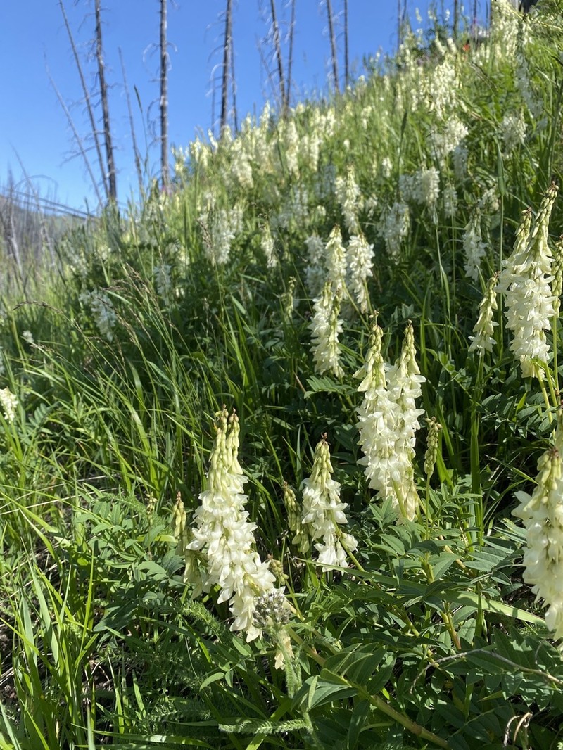 White Sweetvetch photo 4
