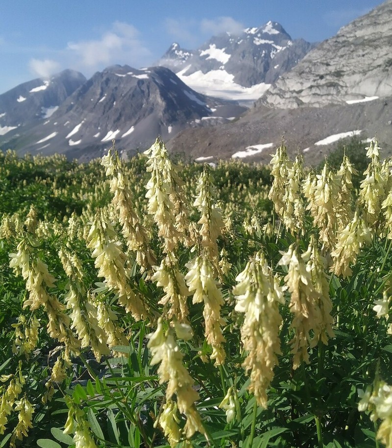 White Sweetvetch photo 5