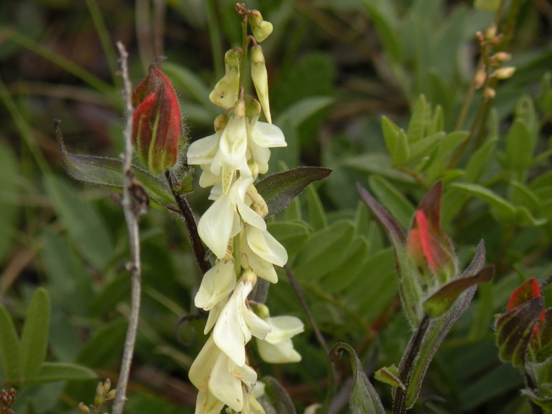 White Sweetvetch photo 6