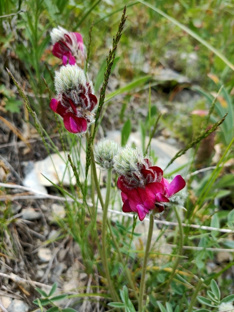 Hedysarum talassicum