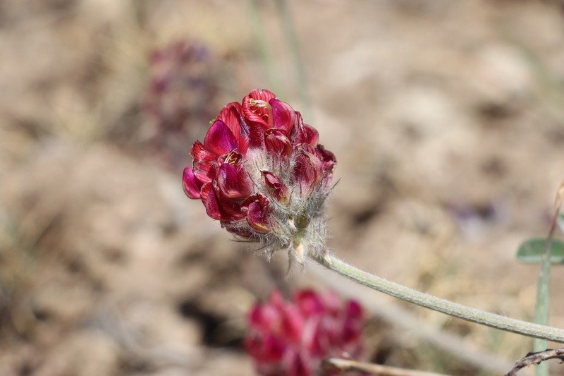 Hedysarum talassicum photo 2