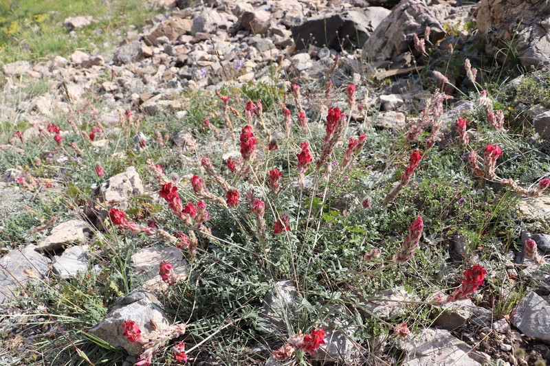 Hedysarum talassicum photo 3