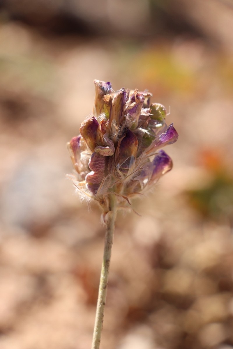 Hedysarum talassicum photo 4