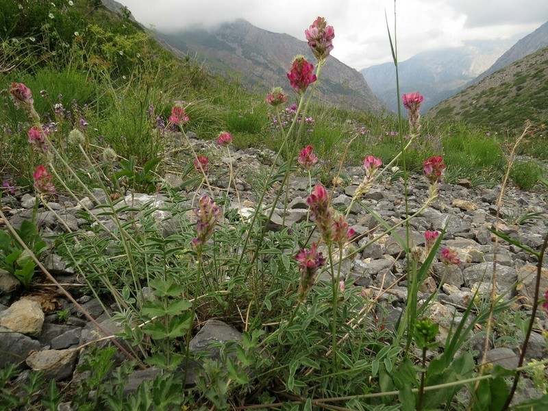 Hedysarum talassicum photo 5