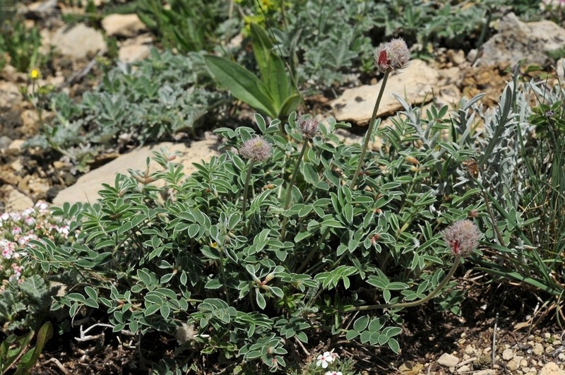 Hedysarum talassicum photo 6