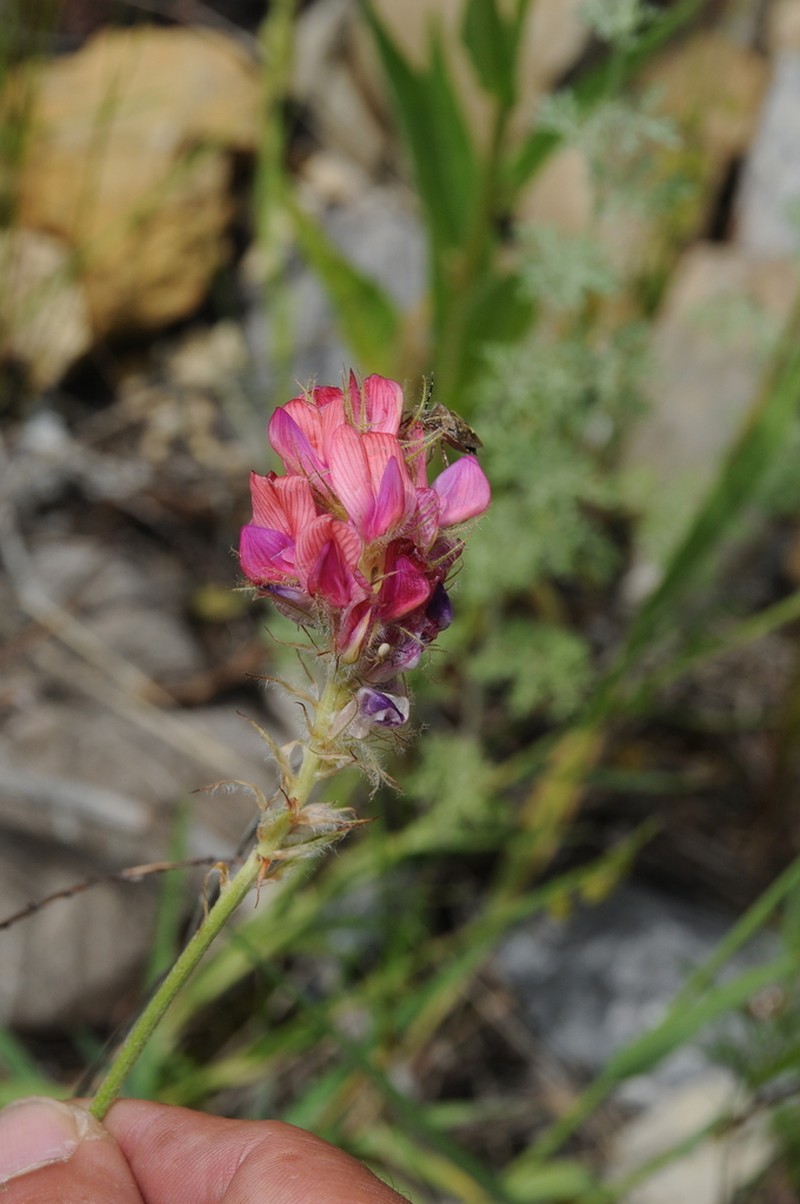 Hedysarum talassicum photo 7