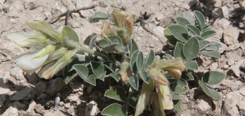 Hedysarum turcicum