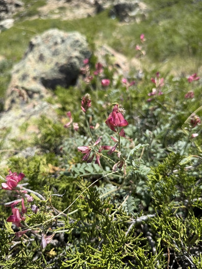 Hedysarum ulutavicum