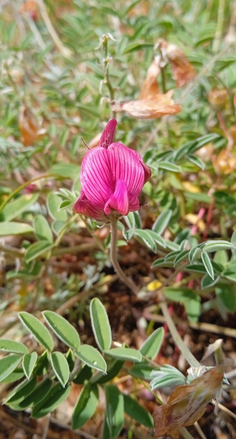 Hedysarum ulutavicum photo 3