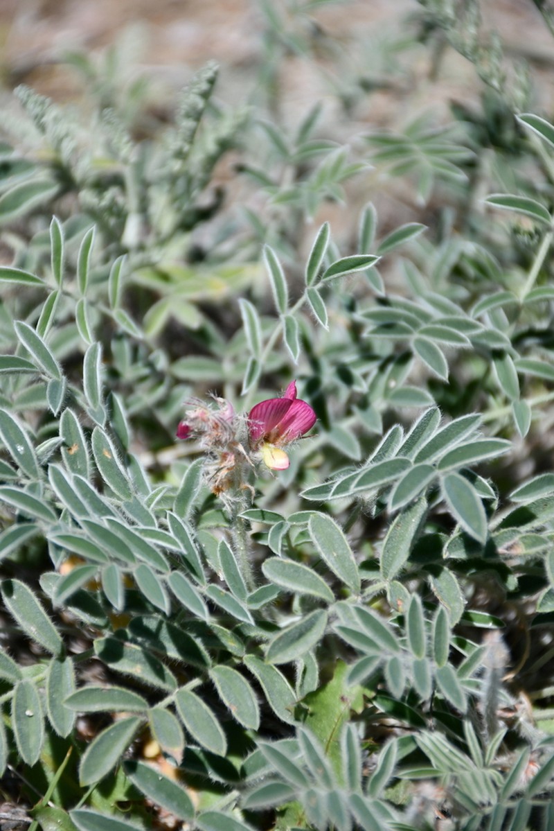 Hedysarum ulutavicum photo 4
