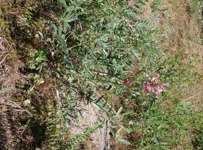 Hedysarum ulutavicum photo 6