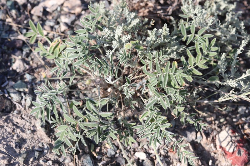 Hedysarum ulutavicum photo 8
