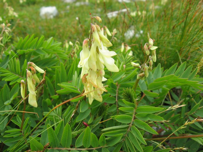 Hedysarum vicioides