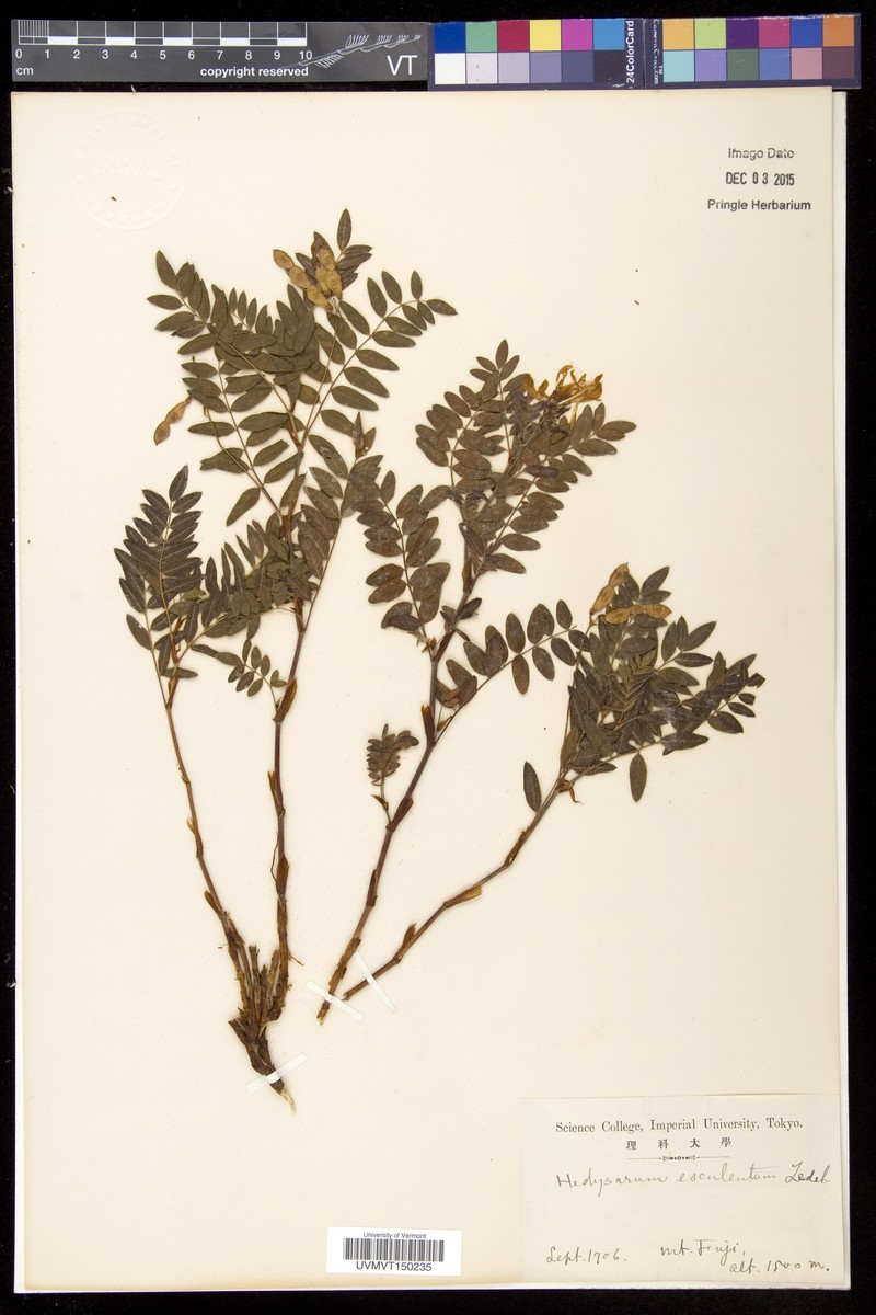 Hedysarum vicioides subsp. vicioides
