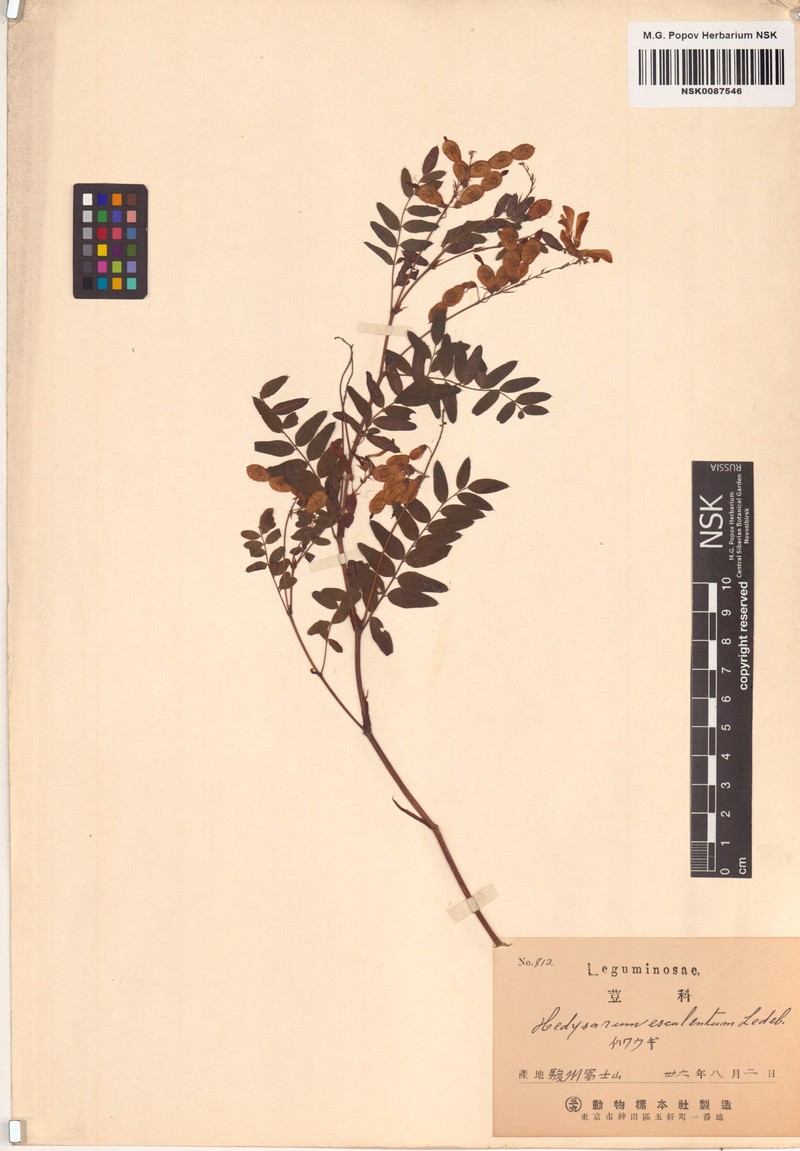Hedysarum vicioides subsp. vicioides photo 2