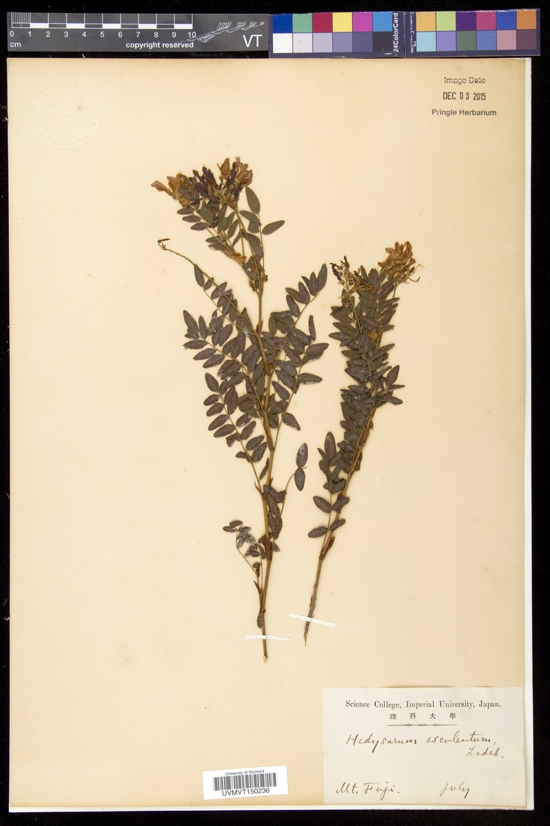 Hedysarum vicioides subsp. vicioides photo 3