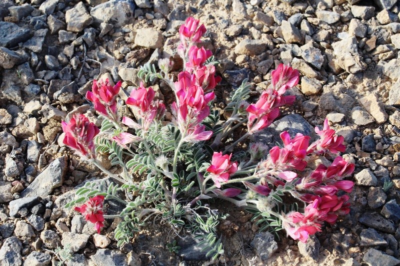 Hedysarum villosissimum