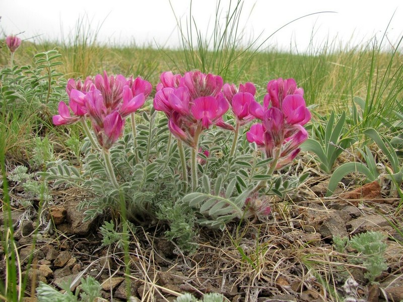 Hedysarum villosissimum photo 2