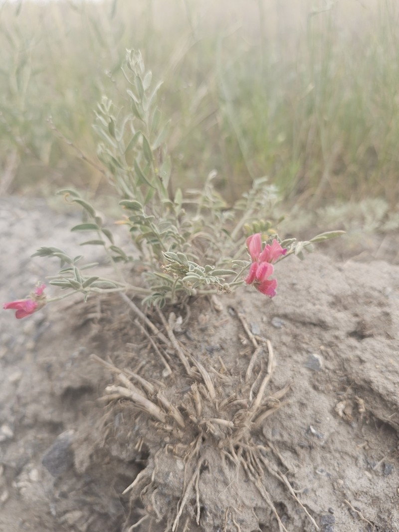 Hedysarum villosissimum photo 3
