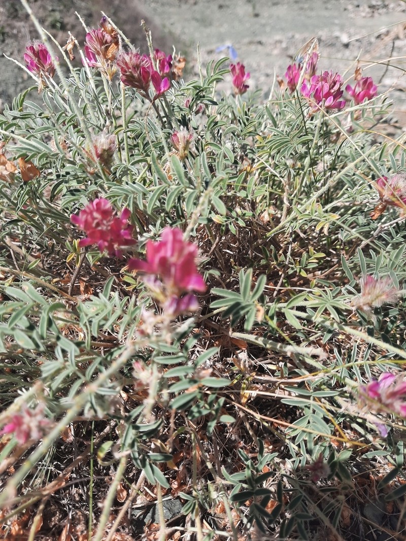 Hedysarum villosissimum photo 4