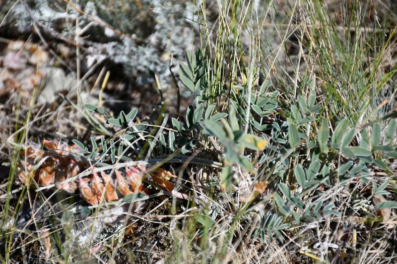 Hedysarum villosissimum photo 5