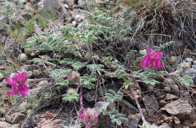 Hedysarum villosissimum photo 6