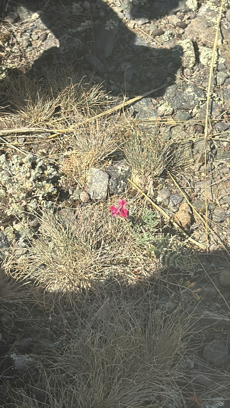 Hedysarum villosissimum photo 7