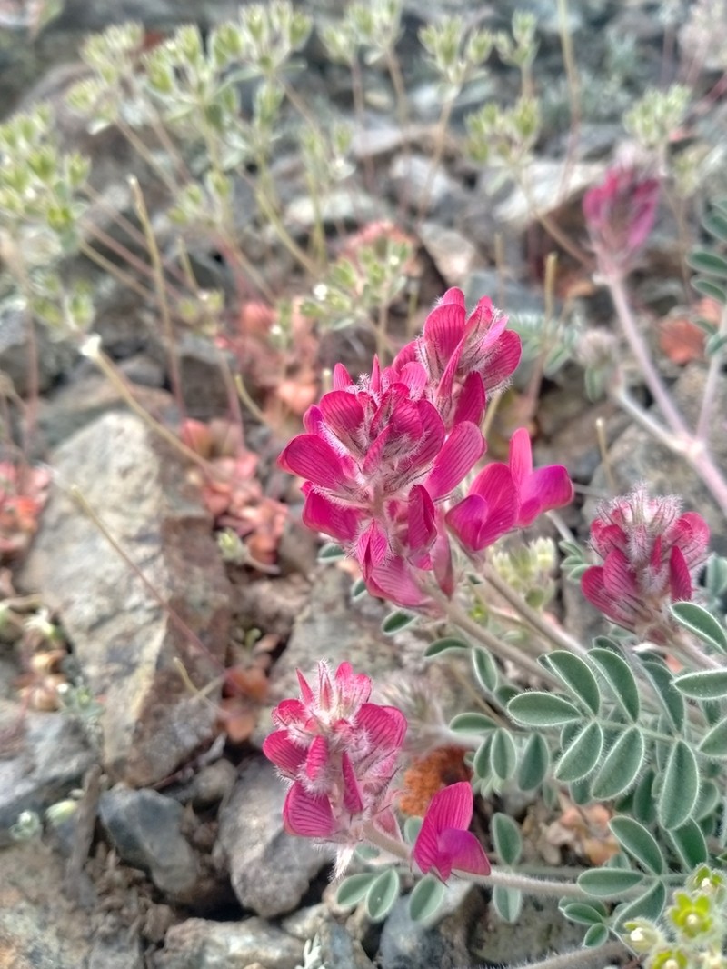 Hedysarum villosissimum photo 8