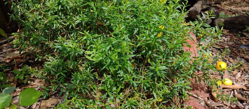Shrubby Yellowcrest