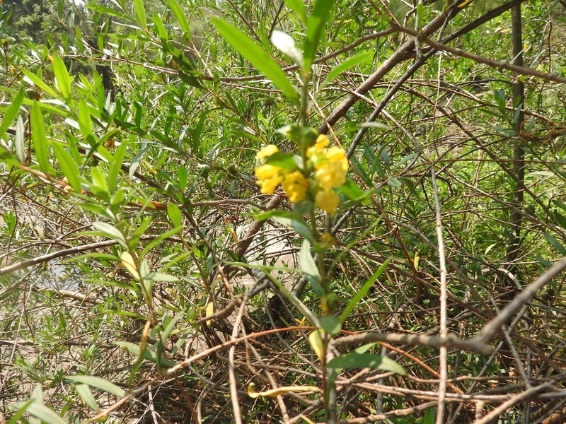 Shrubby Yellowcrest photo 2