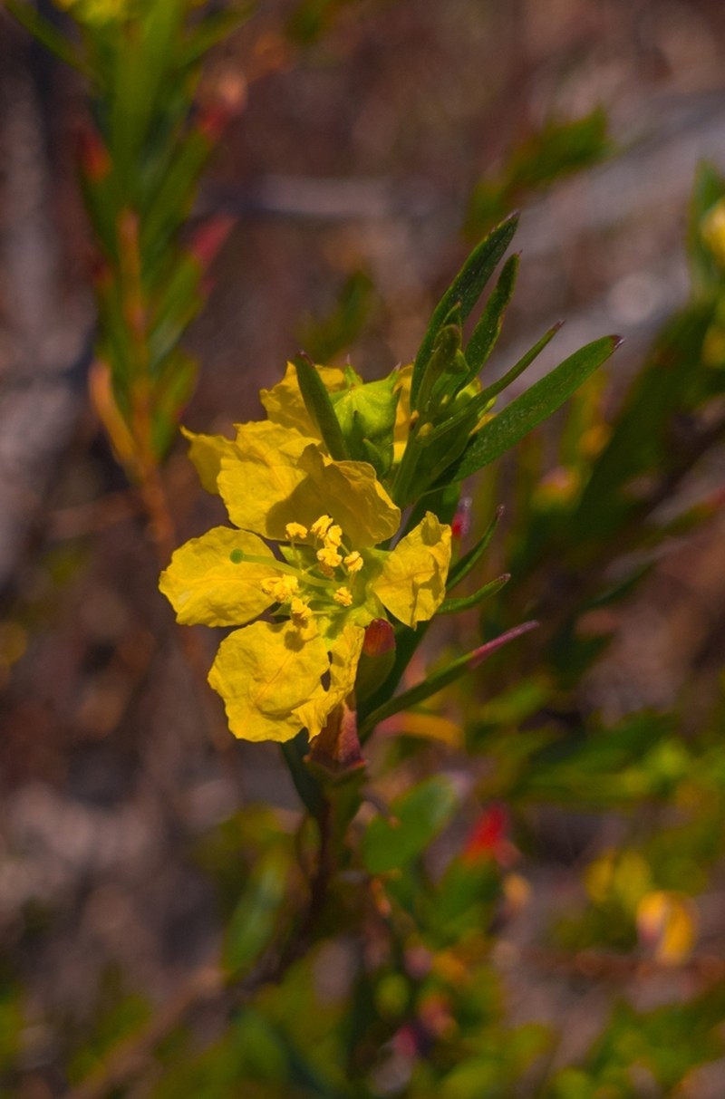 Shrubby Yellowcrest photo 5