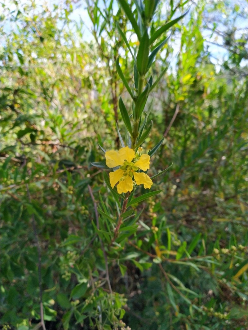 Shrubby Yellowcrest photo 6