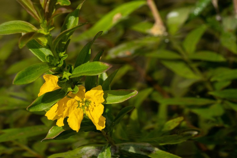 Shrubby Yellowcrest photo 7