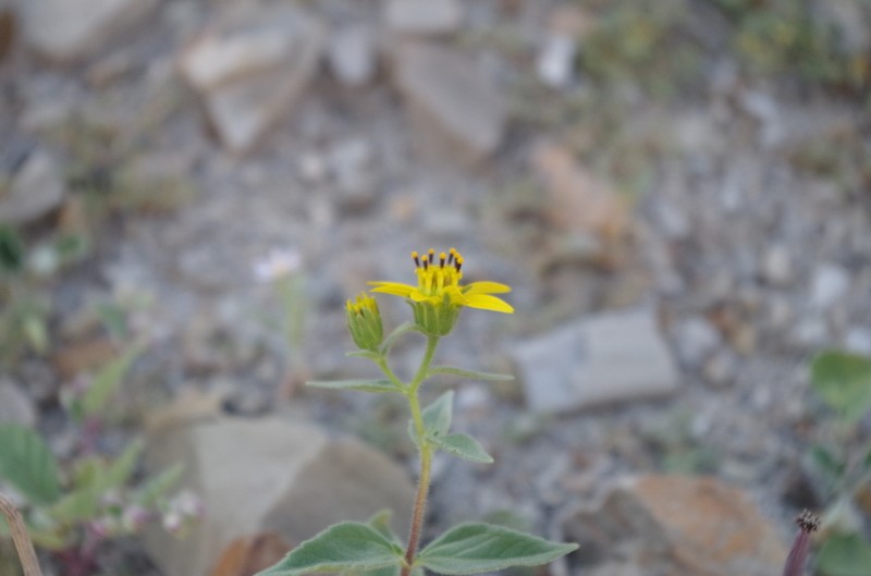 Heiseria irmscheriana