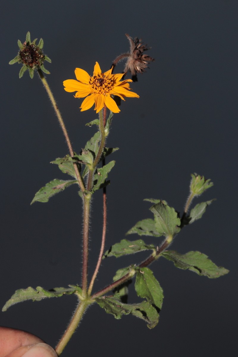Heiseria irmscheriana photo 2