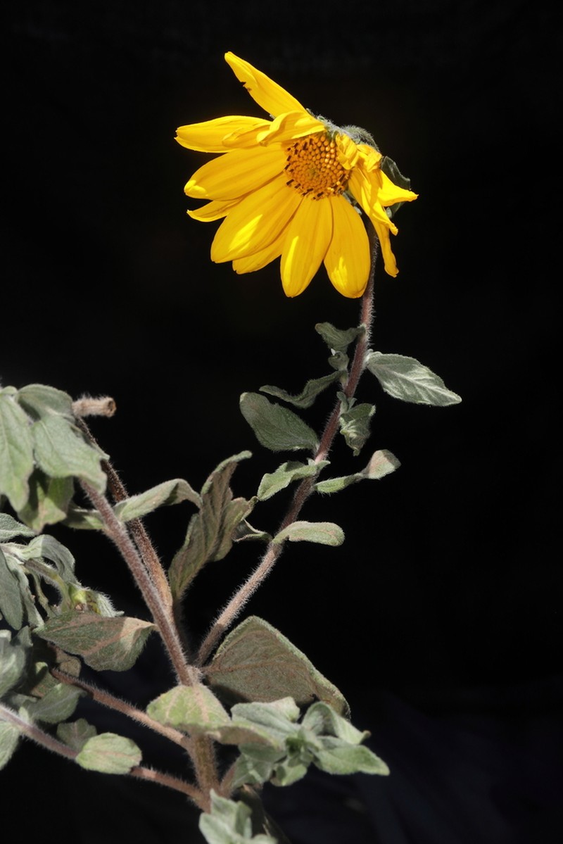 Heiseria irmscheriana photo 3