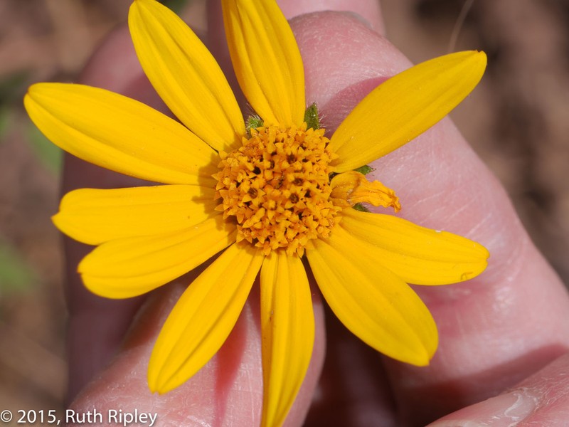 Heiseria pusilla
