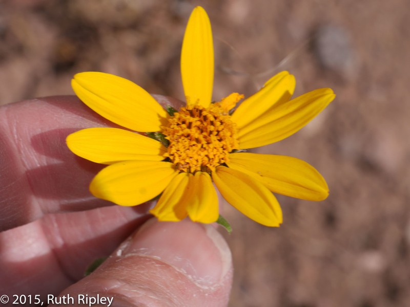Heiseria pusilla photo 2