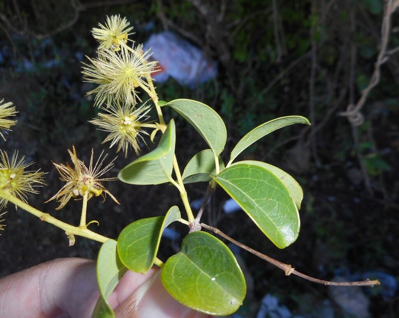 Heladena echinata
