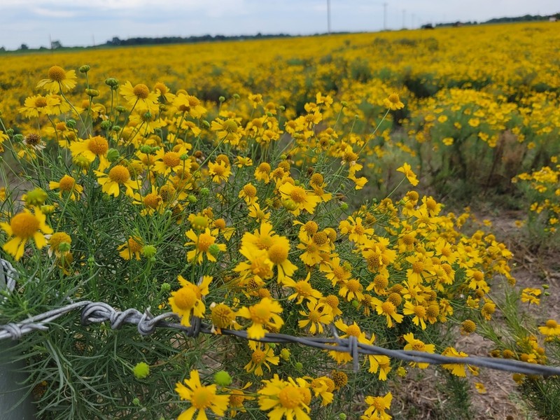 Sneezeweed