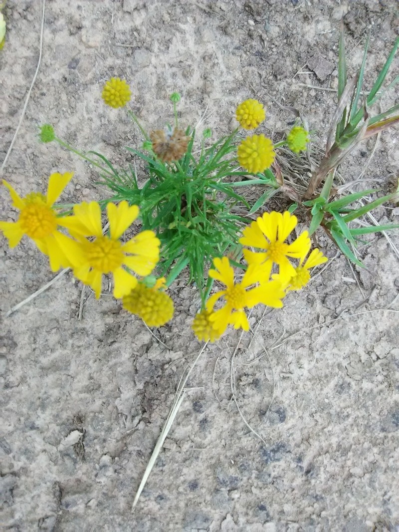 Sneezeweed photo 3