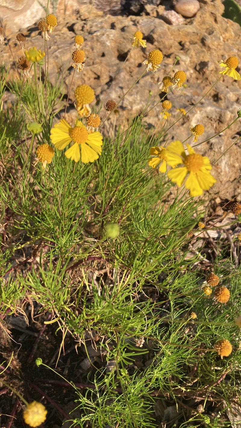 Sneezeweed photo 4
