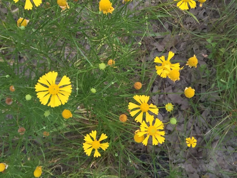 Sneezeweed photo 5