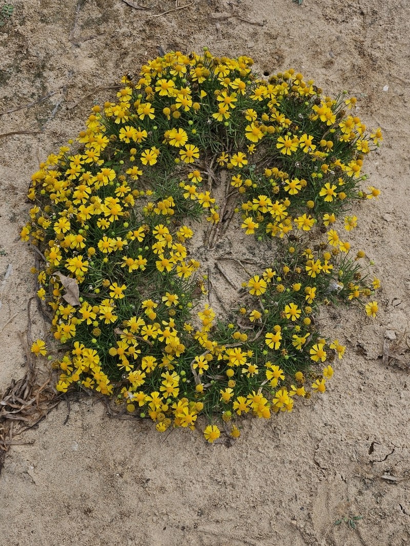 Sneezeweed photo 6