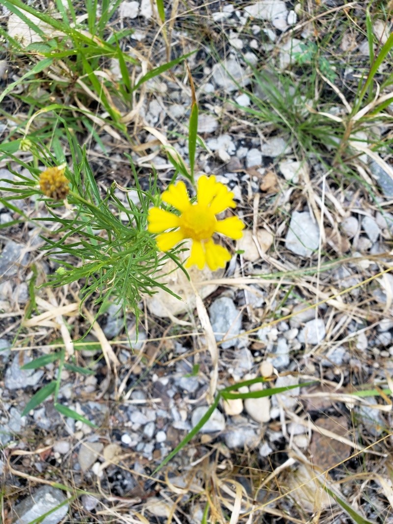 Sneezeweed photo 7