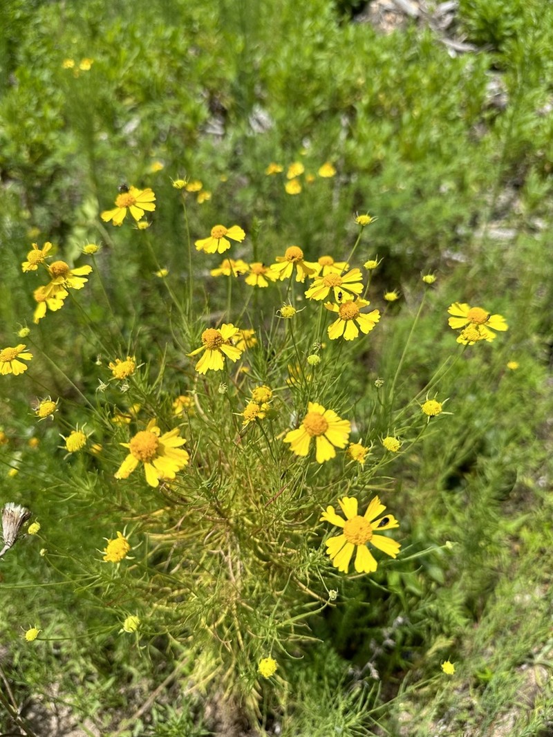 Sneezeweed photo 8