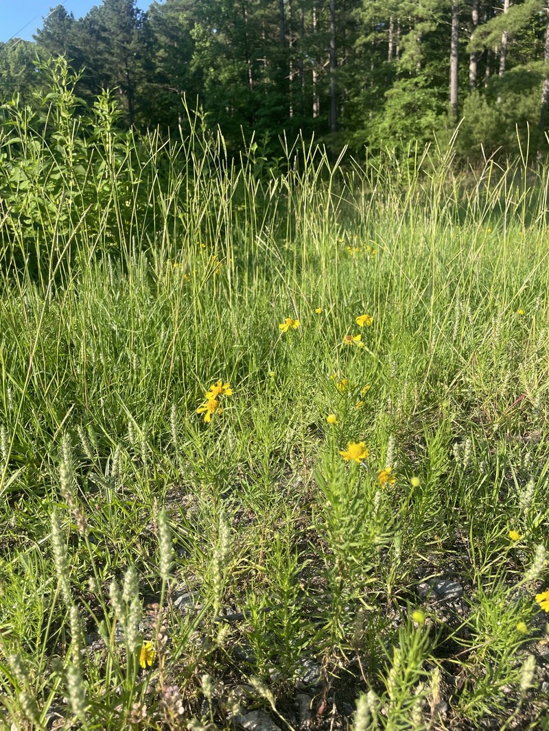 Helenium amarum var. amarum