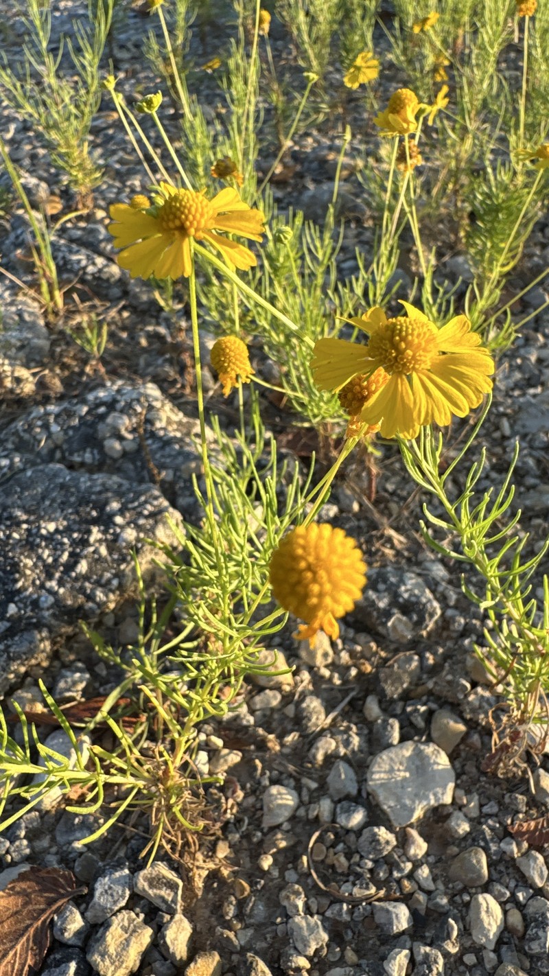 Helenium amarum var. amarum photo 2