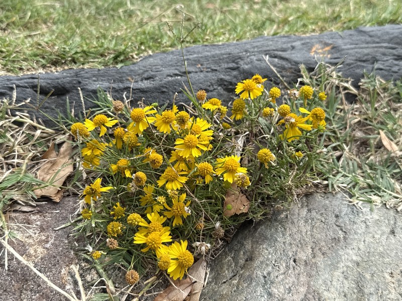 Helenium amarum var. amarum photo 4