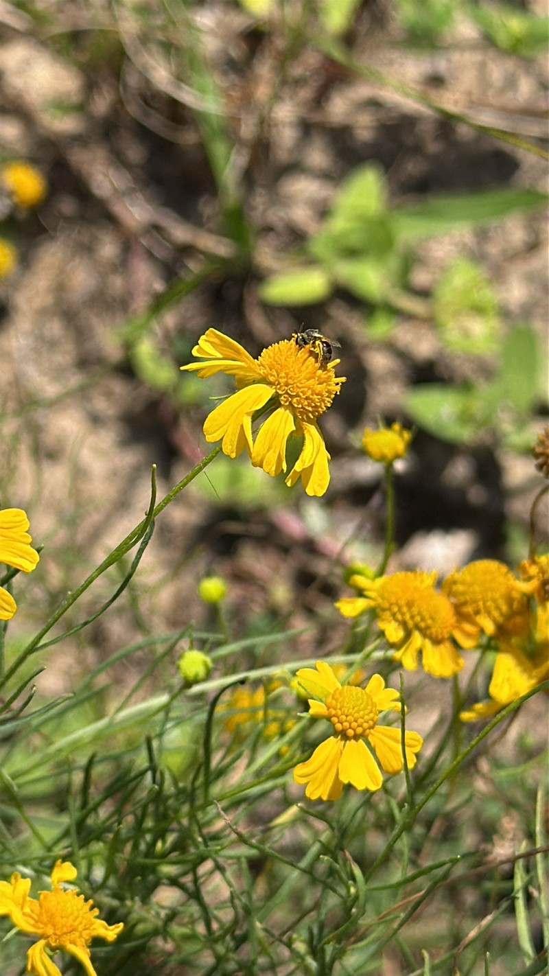 Helenium amarum var. amarum photo 5